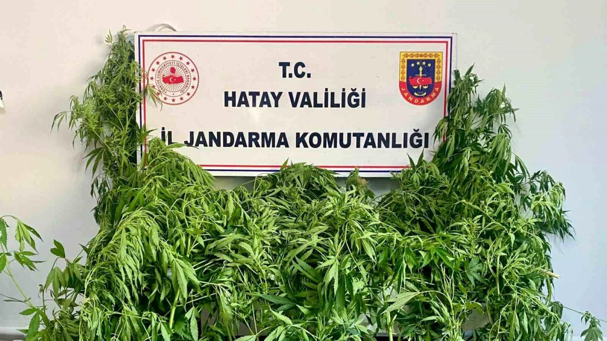 hatayda-jandarma-operasyonunda-uyusturucu-bulundu-gEl9Tdgg.jpg