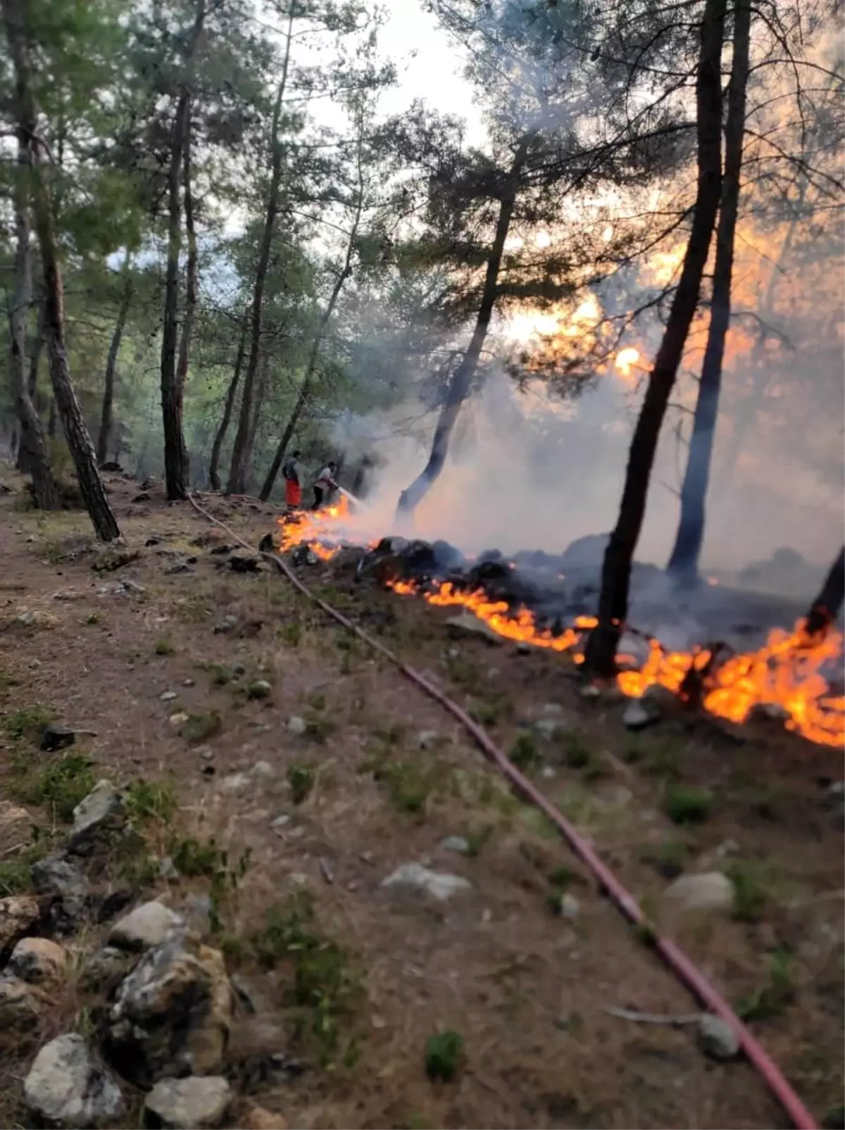 hatay-yayladaginda-orman-yangini-denetim-altina-alindi-S3Zm1BvI.jpg